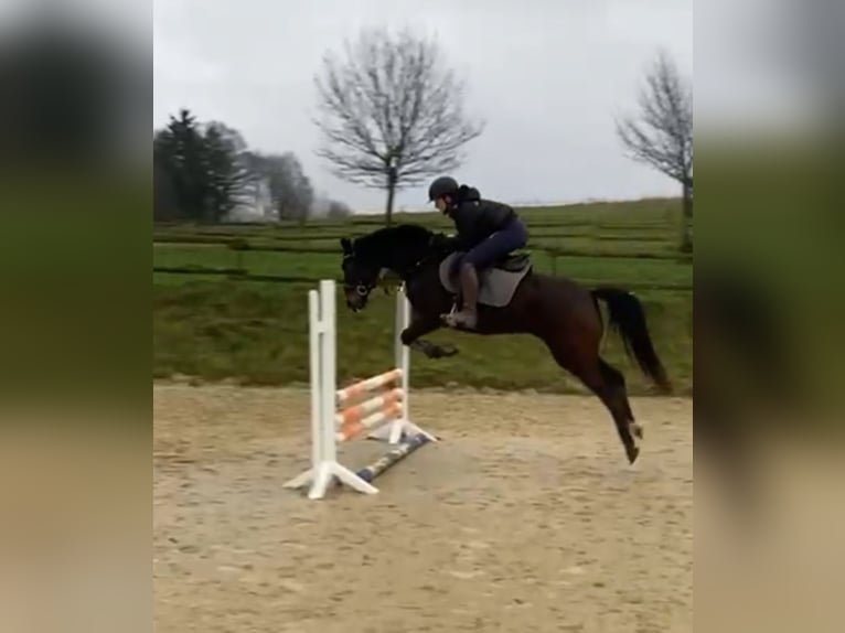 Plus de chevaux à sang chaud Jument 12 Ans 160 cm Bai brun in Vlotho