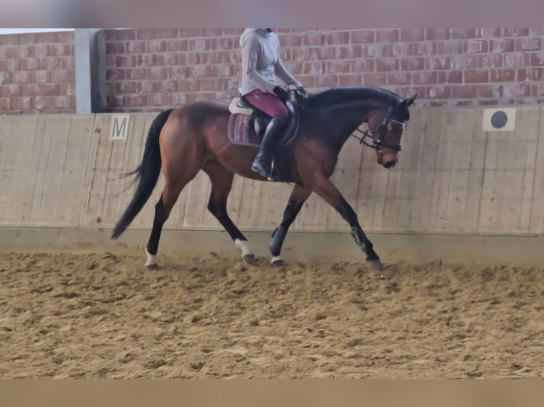 Plus de chevaux à sang chaud Jument 12 Ans 160 cm Bai in Wachtendonk