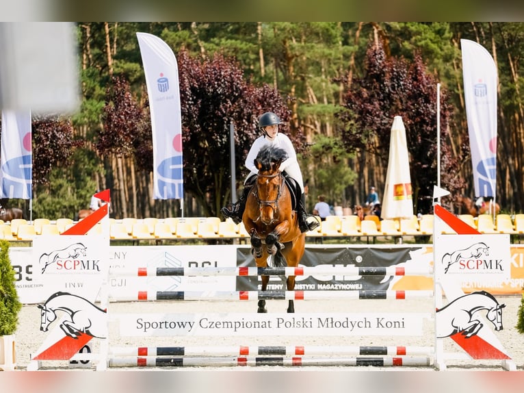 Plus de chevaux à sang chaud Jument 12 Ans 163 cm Bai brun in Kórnik