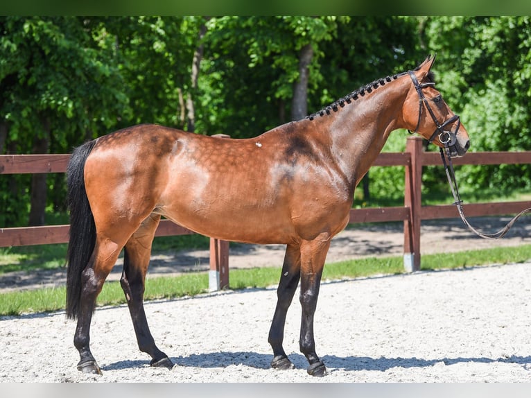 Plus de chevaux à sang chaud Jument 12 Ans 163 cm Bai brun in Kórnik