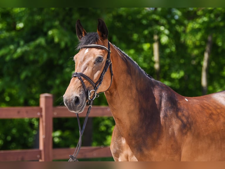 Plus de chevaux à sang chaud Jument 12 Ans 163 cm Bai brun in Kórnik