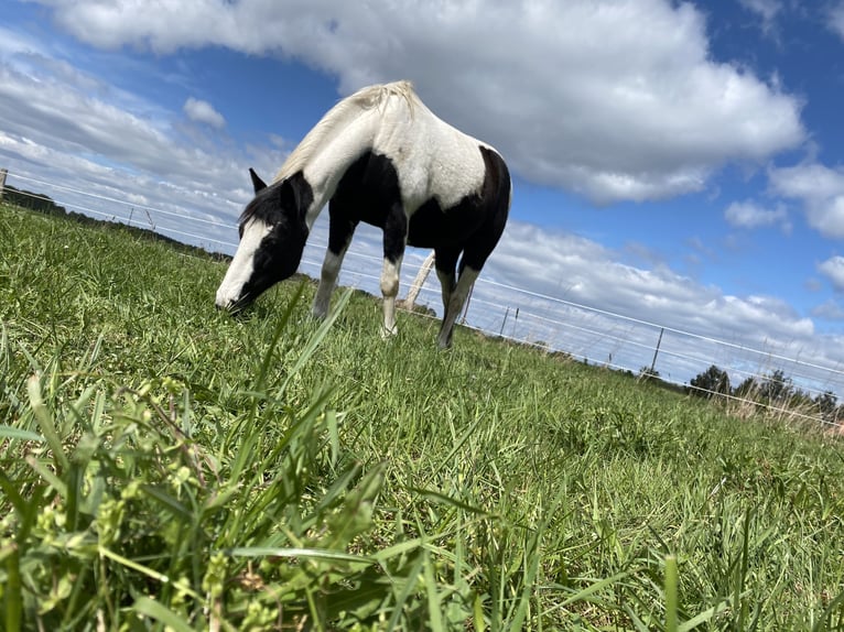 Plus de chevaux à sang chaud Jument 12 Ans 163 cm Pinto in Hohendubrau