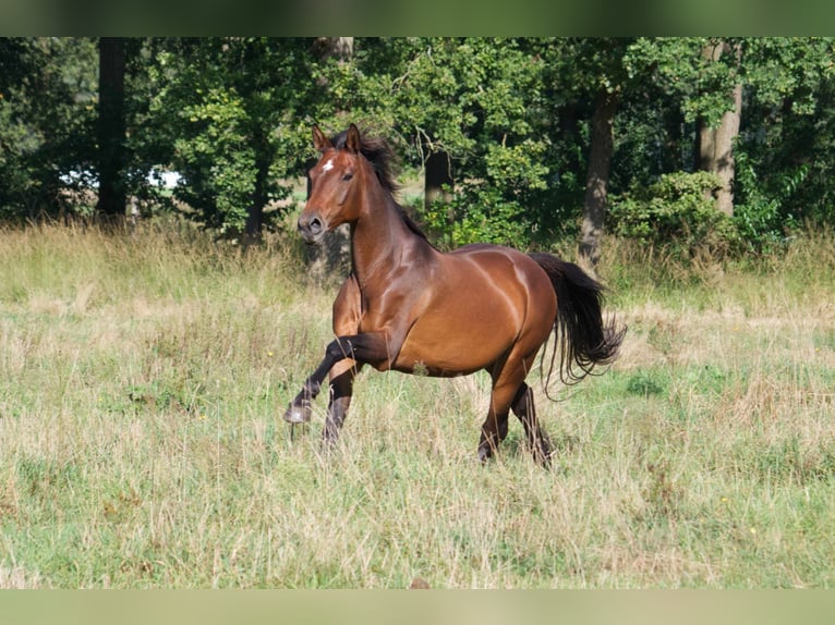 Plus de chevaux à sang chaud Jument 12 Ans 165 cm Bai brun in Ribbesbüttel