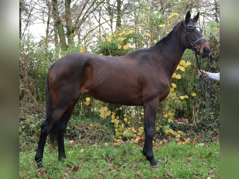 Plus de chevaux à sang chaud Jument 12 Ans 165 cm Bai brun foncé in Nettetal