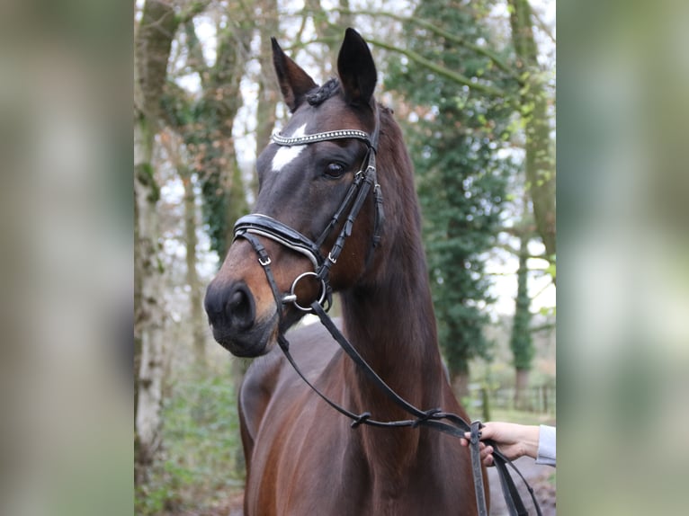 Plus de chevaux à sang chaud Jument 12 Ans 165 cm Bai brun foncé in Nettetal