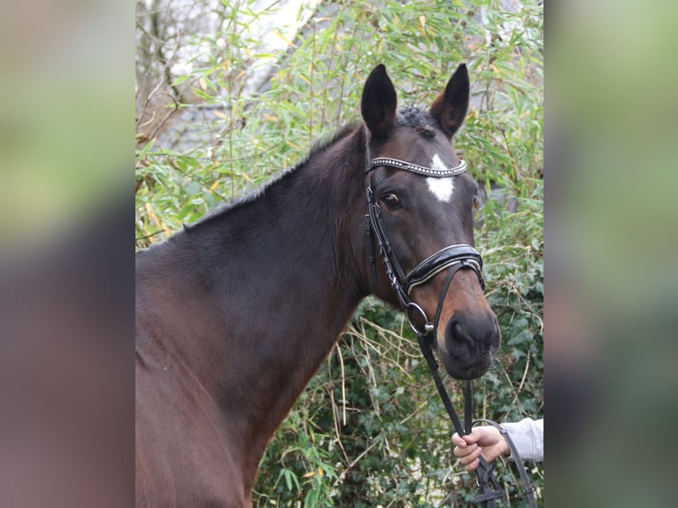 Plus de chevaux à sang chaud Jument 12 Ans 165 cm Bai brun foncé in Nettetal