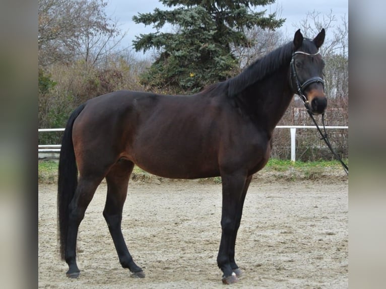 Plus de chevaux à sang chaud Jument 12 Ans 168 cm Bai in Schönau an der Triesting