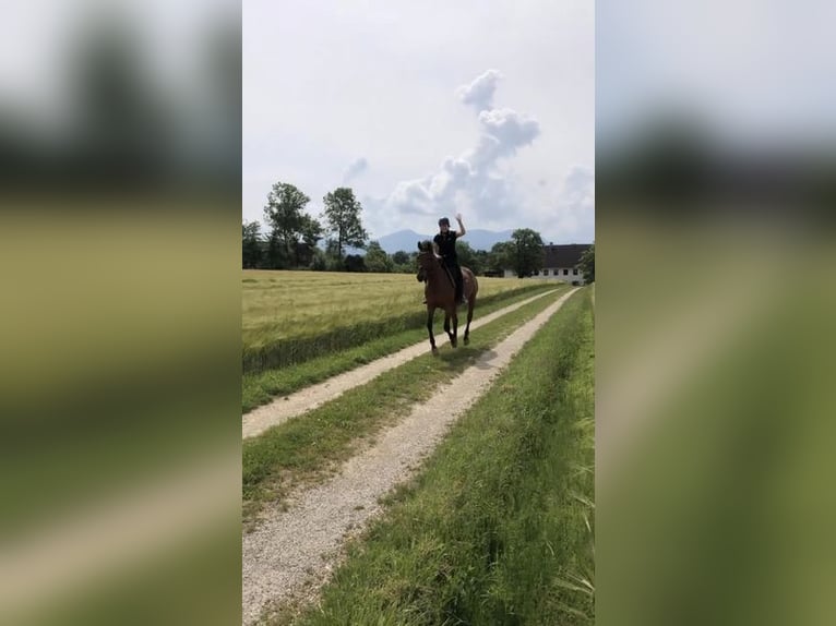 Plus de chevaux à sang chaud Jument 12 Ans 169 cm Bai in Adlwang