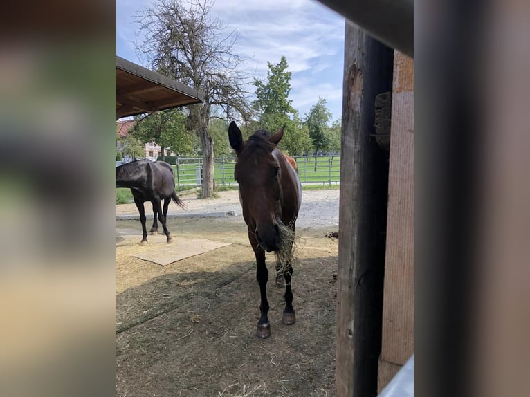 Plus de chevaux à sang chaud Jument 12 Ans 169 cm Bai in Adlwang