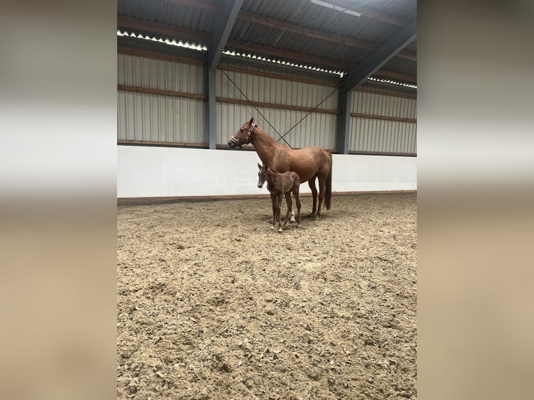 Plus de chevaux à sang chaud Jument 12 Ans Alezan in Deutsch Wagram