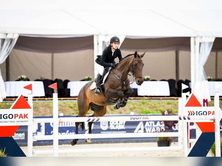 Plus de chevaux à sang chaud Jument 12 Ans Bai cerise in Tuszyn