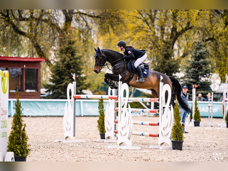 Plus de chevaux à sang chaud Jument 12 Ans Bai cerise in Tuszyn