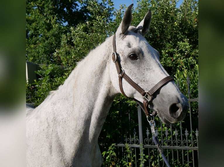 Plus de chevaux à sang chaud Jument 12 Ans Gris pommelé in Dorsten