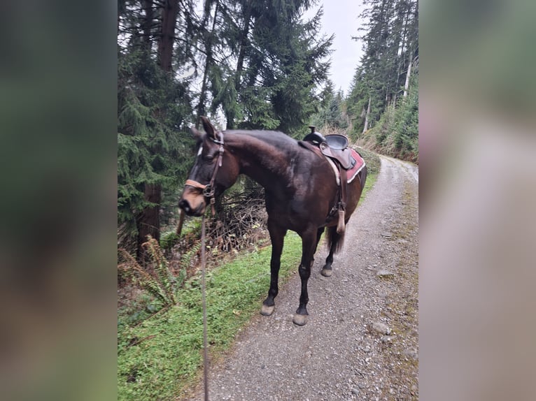 Plus de chevaux à sang chaud Croisé Jument 13 Ans 154 cm Bai in Schwaz