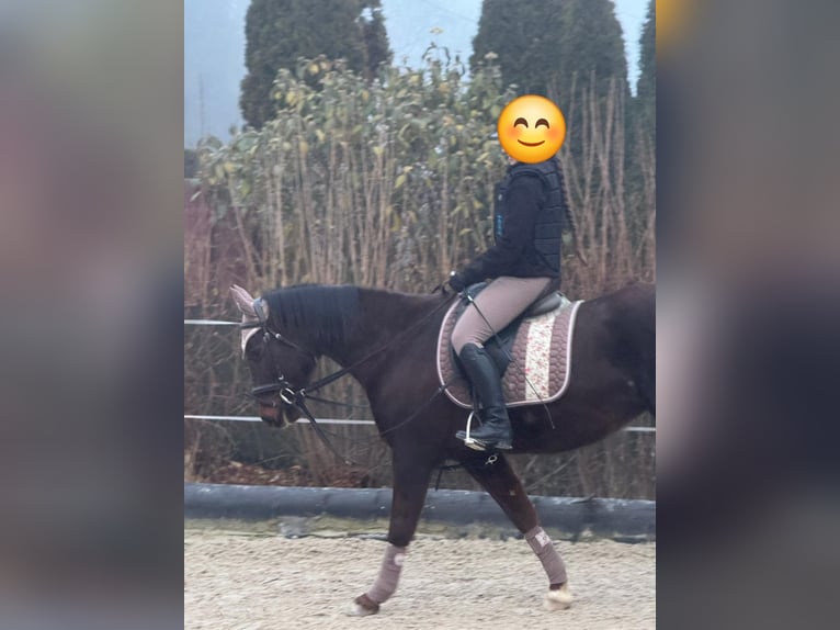 Plus de chevaux à sang chaud Croisé Jument 13 Ans 156 cm Alezan brûlé in Schmölln