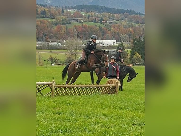 Plus de chevaux à sang chaud Jument 13 Ans 157 cm Bai in Kirchbichl