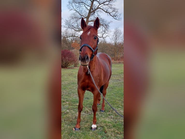 Plus de chevaux à sang chaud Croisé Jument 13 Ans 162 cm Alezan cuivré in Faßberg
