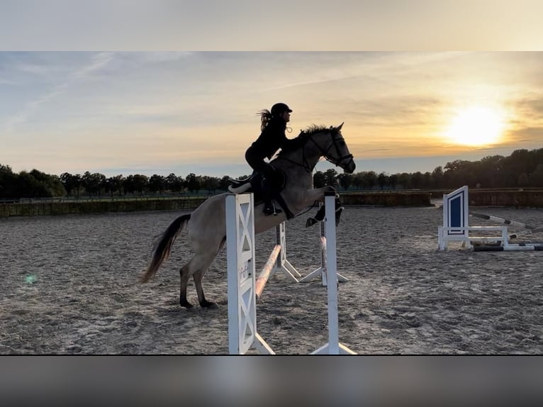 Plus de chevaux à sang chaud Jument 13 Ans 164 cm Isabelle in Tübingen