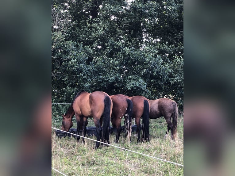 Plus de chevaux à sang chaud Jument 13 Ans 165 cm Bai brun in Ribbesbüttel