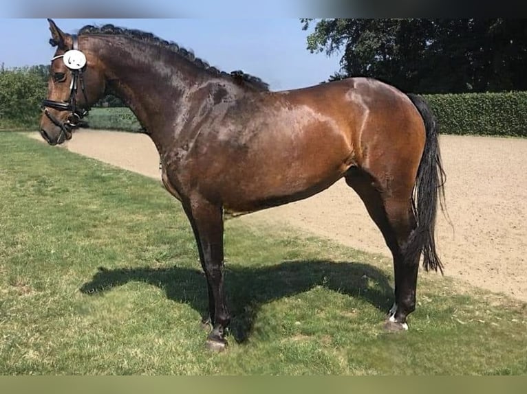 Plus de chevaux à sang chaud Jument 13 Ans 165 cm Bai in WestoverledingenWestoverledingen