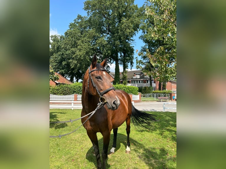 Plus de chevaux à sang chaud Jument 13 Ans 165 cm Bai in Bad Laer