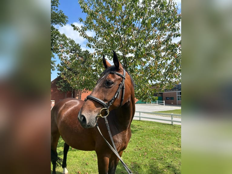 Plus de chevaux à sang chaud Jument 13 Ans 165 cm Bai in Bad Laer