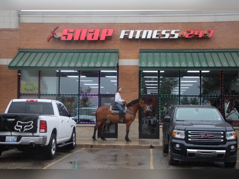 Plus de chevaux à sang chaud Jument 13 Ans 168 cm Bai cerise in Highland MI