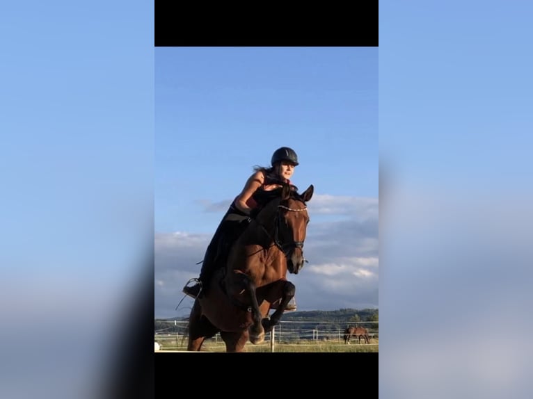 Plus de chevaux à sang chaud Jument 13 Ans 169 cm Bai in Adlwang