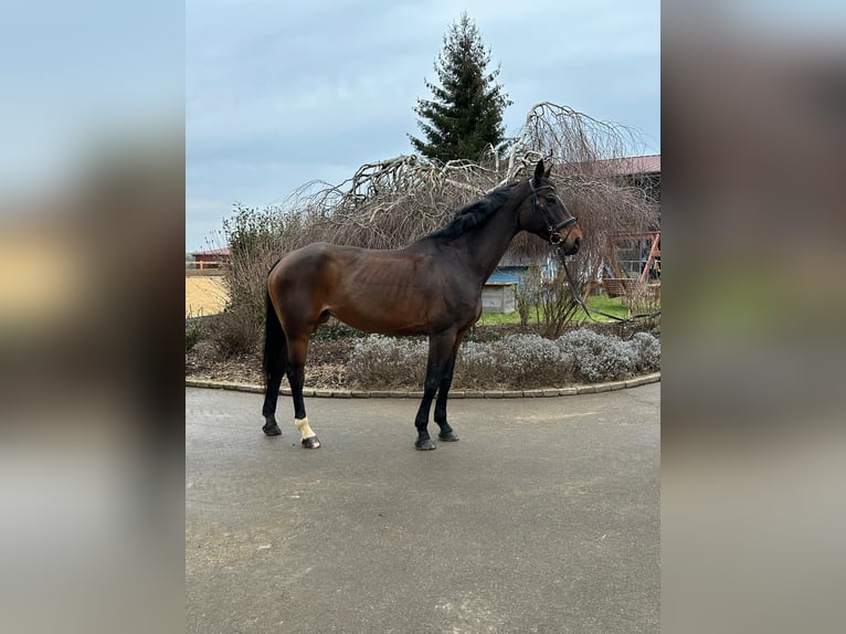 Plus de chevaux à sang chaud Jument 13 Ans 170 cm Bai brun in Iggingen