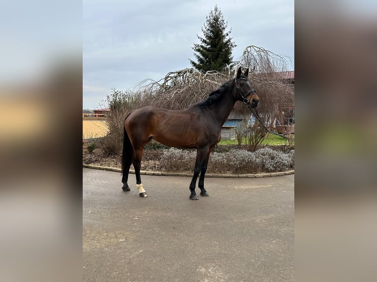 Plus de chevaux à sang chaud Jument 13 Ans 170 cm Bai brun in Iggingen