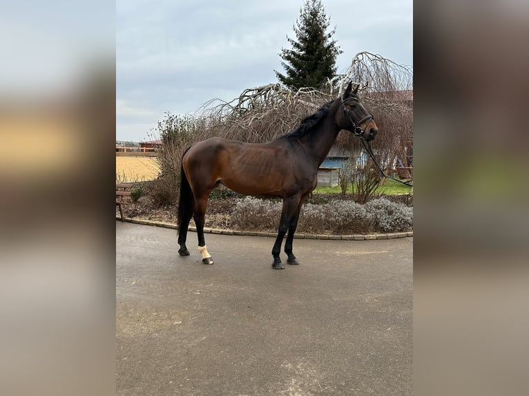 Plus de chevaux à sang chaud Jument 13 Ans 170 cm Bai brun in Iggingen