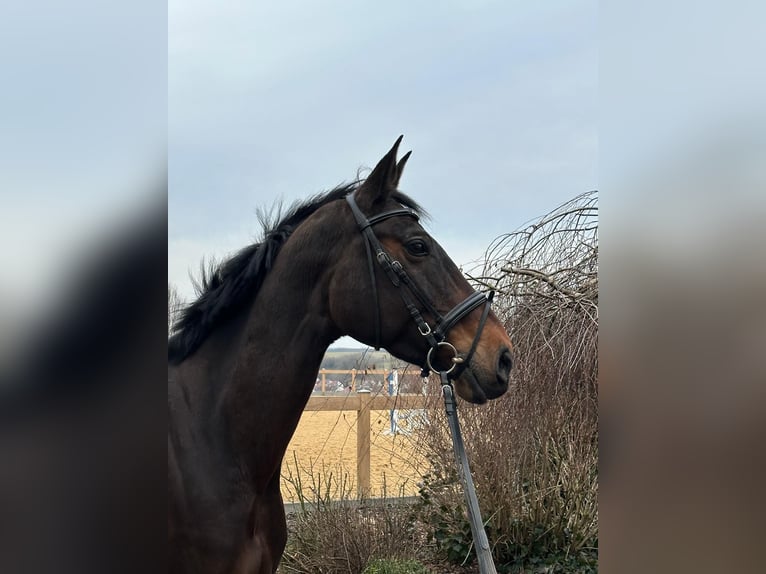 Plus de chevaux à sang chaud Jument 13 Ans 170 cm Bai brun in Iggingen