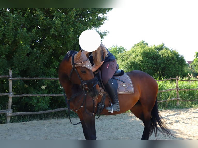 Plus de chevaux à sang chaud Jument 13 Ans 170 cm Bai in Sankt Margarethen im Burgenland