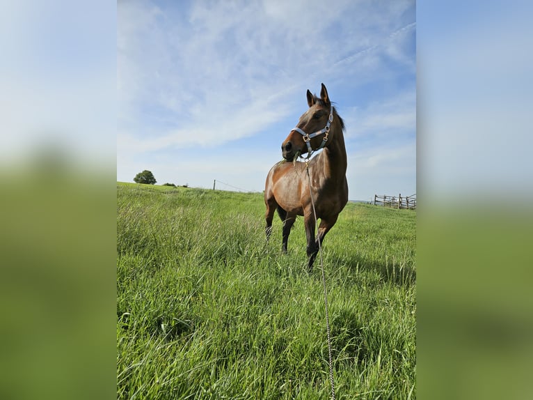 Plus de chevaux à sang chaud Jument 13 Ans 170 cm Bai in Sankt Margarethen im Burgenland