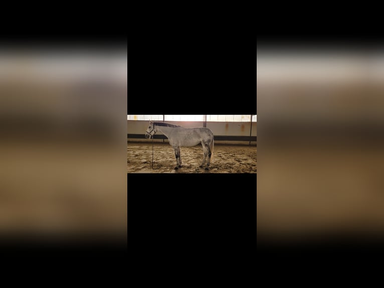 Plus de chevaux à sang chaud Jument 13 Ans 172 cm Gris pommelé in Korschenbroich