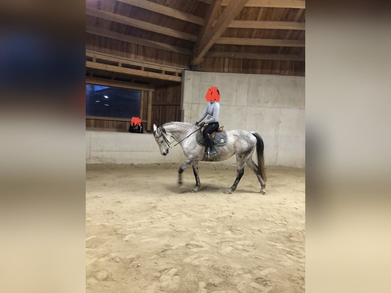 Plus de chevaux à sang chaud Jument 13 Ans Gris pommelé in Stubenberg