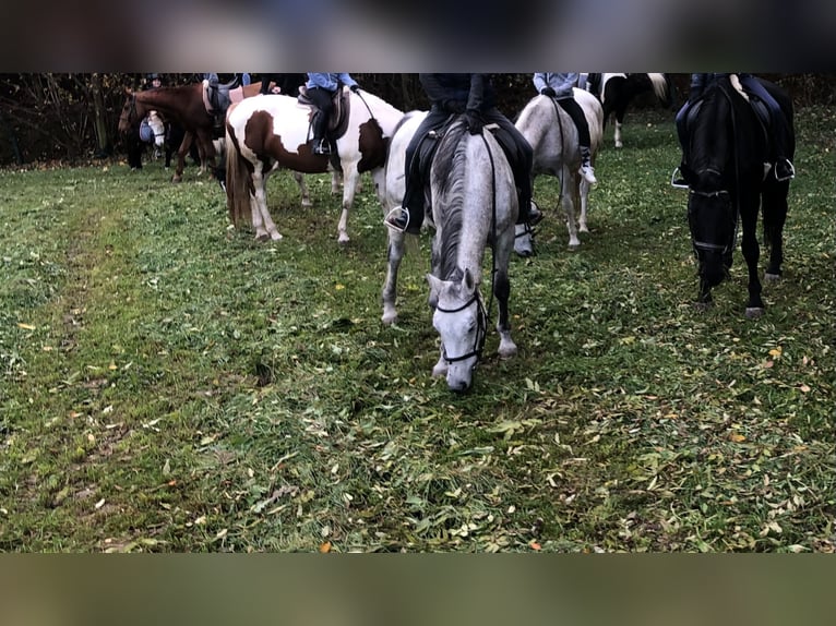 Plus de chevaux à sang chaud Jument 13 Ans Gris pommelé in Stubenberg