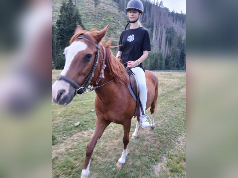 Plus de chevaux à sang chaud Jument 14 Ans 145 cm  in Obertilliach