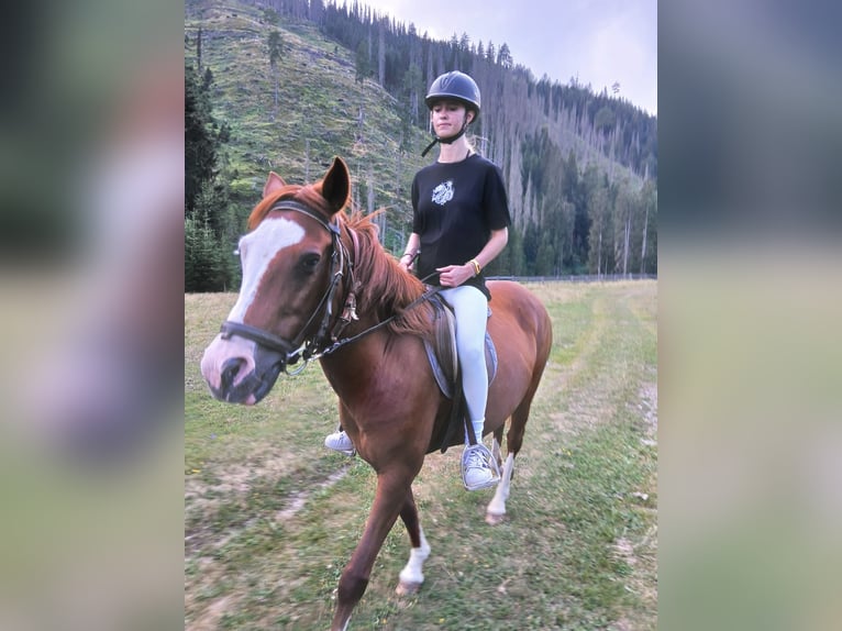 Plus de chevaux à sang chaud Jument 14 Ans 145 cm  in Obertilliach