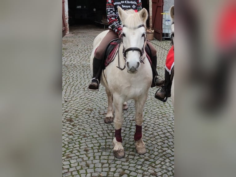 Plus de chevaux à sang chaud Croisé Jument 14 Ans 150 cm Gris in Auma-Weidatal