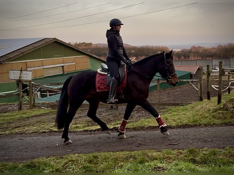 Plus de chevaux à sang chaud Jument 14 Ans 155 cm Bai brun in Neustadt (Wied)