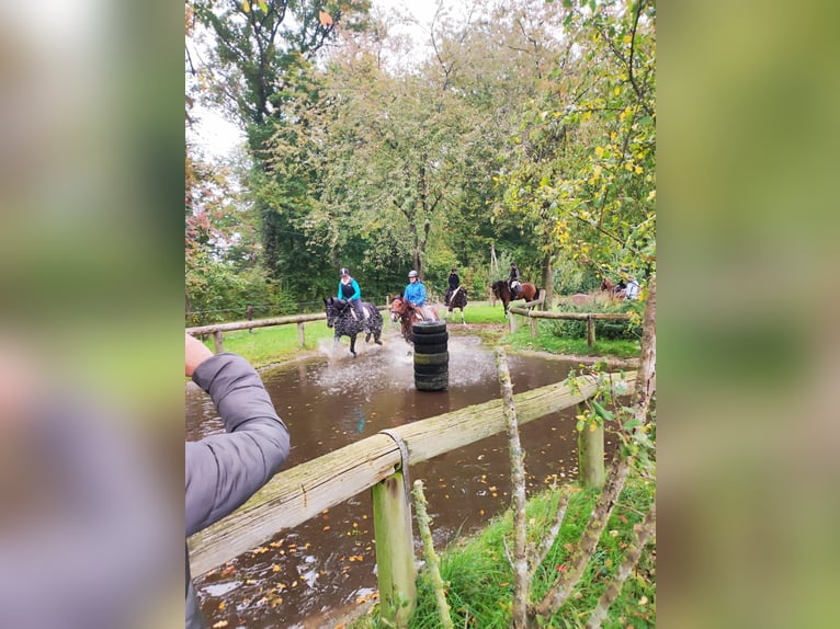 Plus de chevaux à sang chaud Jument 14 Ans 155 cm Pinto in Ahaus