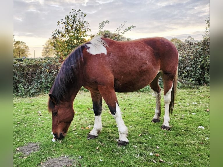 Plus de chevaux à sang chaud Jument 14 Ans 155 cm Pinto in Ahaus