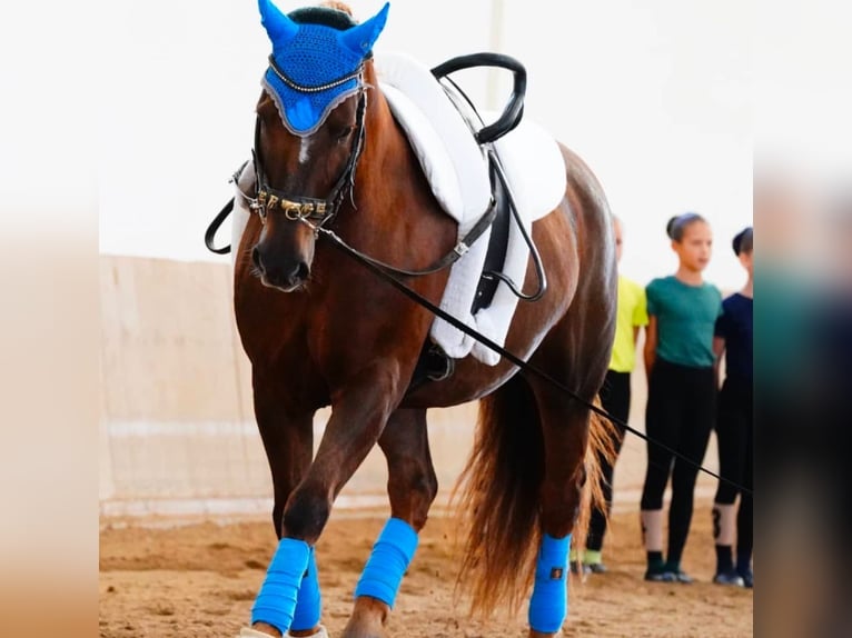 Plus de chevaux à sang chaud Croisé Jument 14 Ans 158 cm Alezan brûlé in Velm