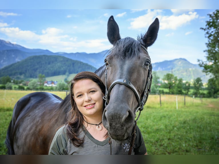 Plus de chevaux à sang chaud Croisé Jument 14 Ans 160 cm Noir in Windischgarsten
