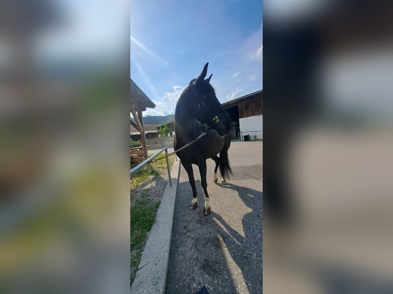 Plus de chevaux à sang chaud Croisé Jument 14 Ans 160 cm Noir in Windischgarsten