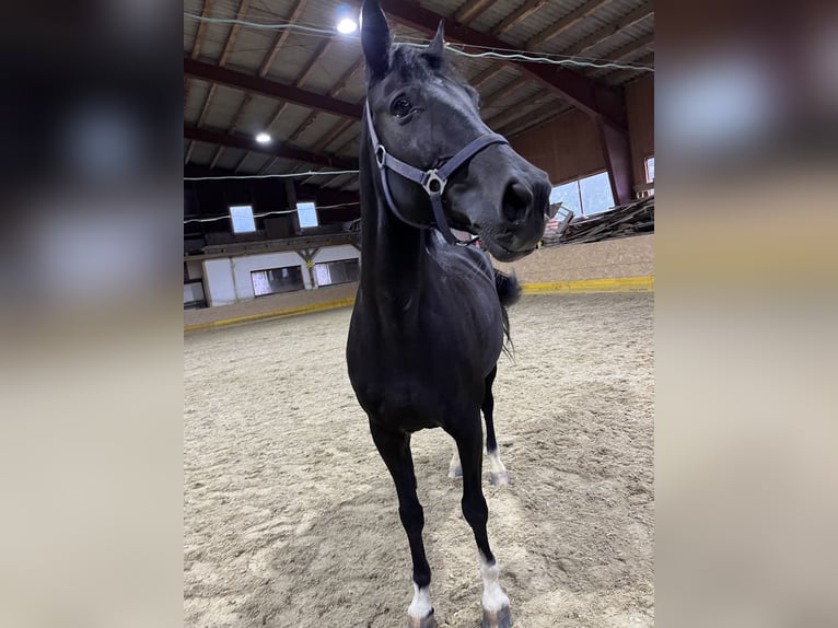 Plus de chevaux à sang chaud Croisé Jument 14 Ans 160 cm Noir in Windischgarsten