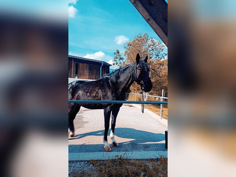 Plus de chevaux à sang chaud Croisé Jument 14 Ans 160 cm Noir in Windischgarsten
