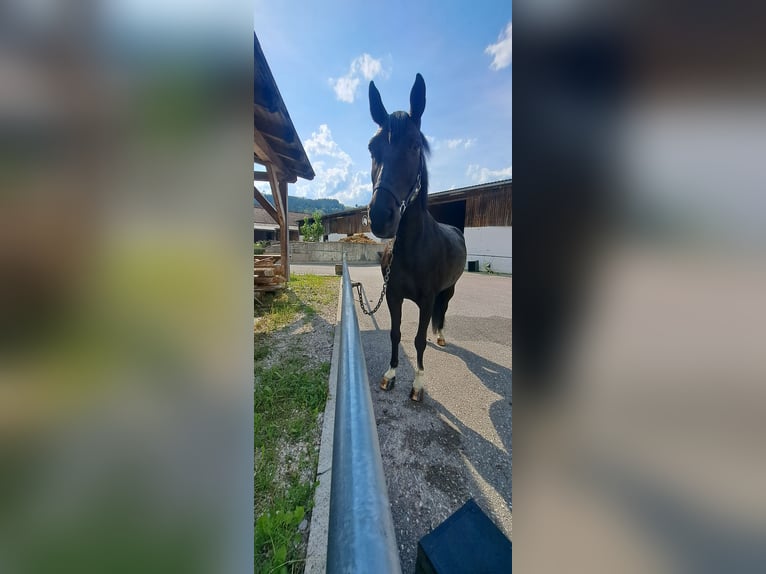 Plus de chevaux à sang chaud Croisé Jument 14 Ans 160 cm Noir in Windischgarsten