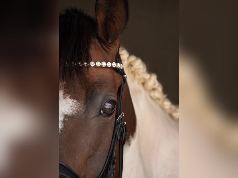 Plus de chevaux à sang chaud Jument 14 Ans 162 cm Pinto in Franzensdorf